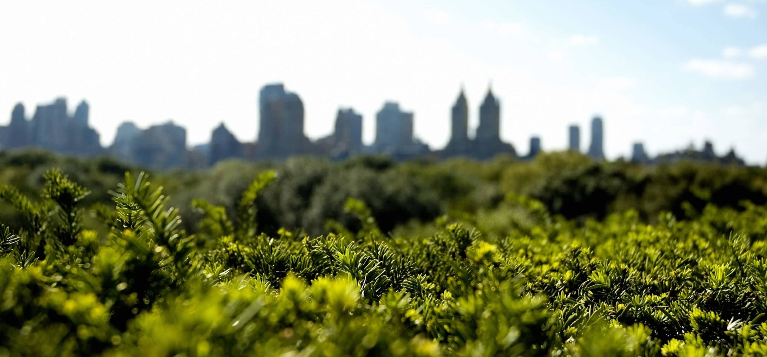 Top of evergreen trees in foreground, city skyline in background