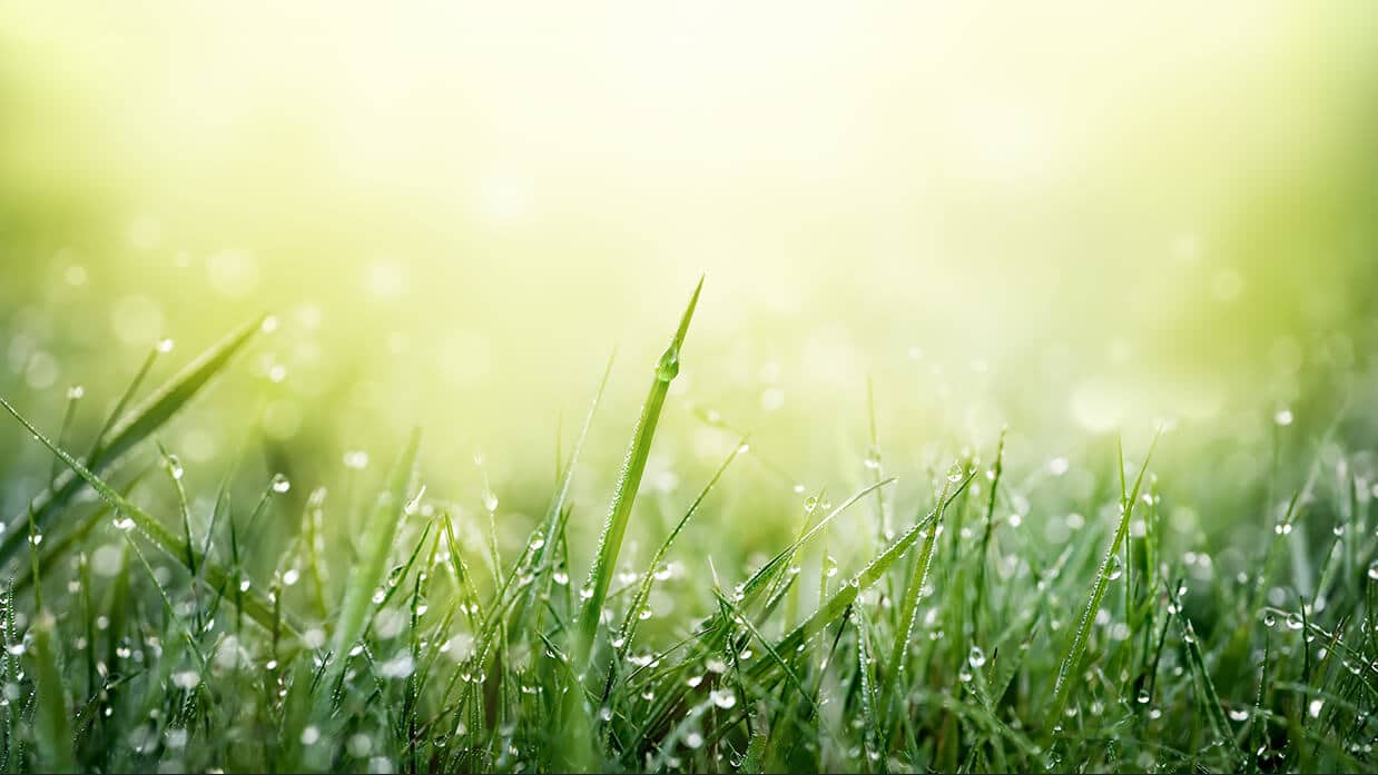 Closeup, blades of grass with dewdrops